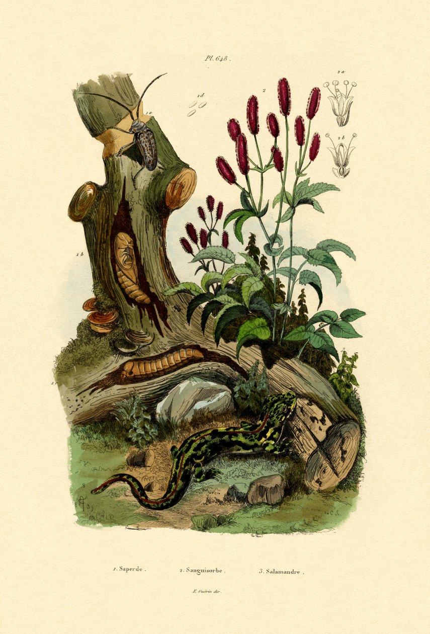 Salamander, 1833-39 av French School
