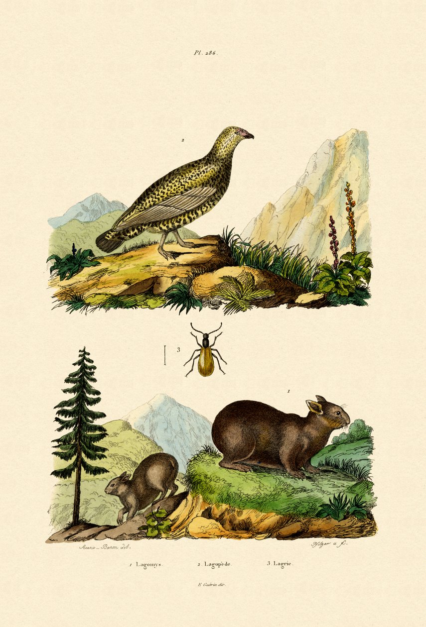 Sardinisk Pika, 1833-39 av French School