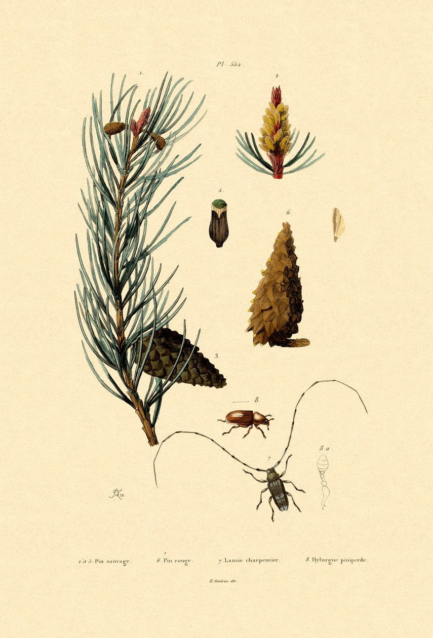 Tall, 1833-39 av French School