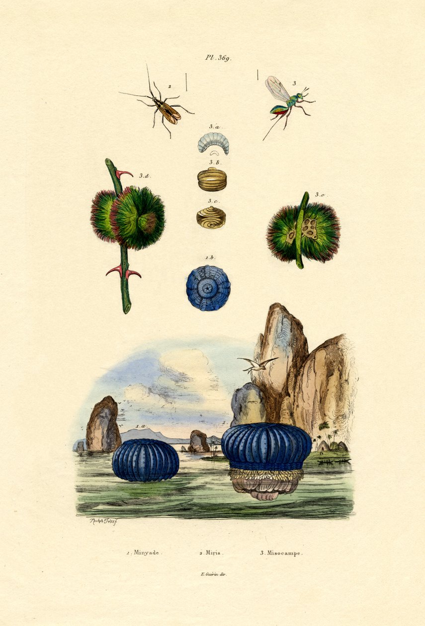 Sjösippor, 1833-39 av French School