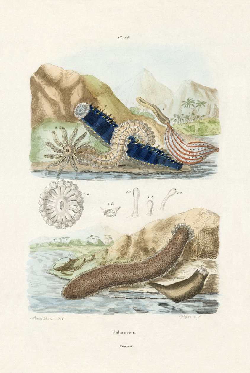 Havsgurkor, 1833-39 av French School