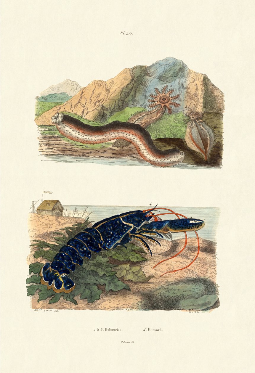 Havsgurkor, 1833-39 av French School