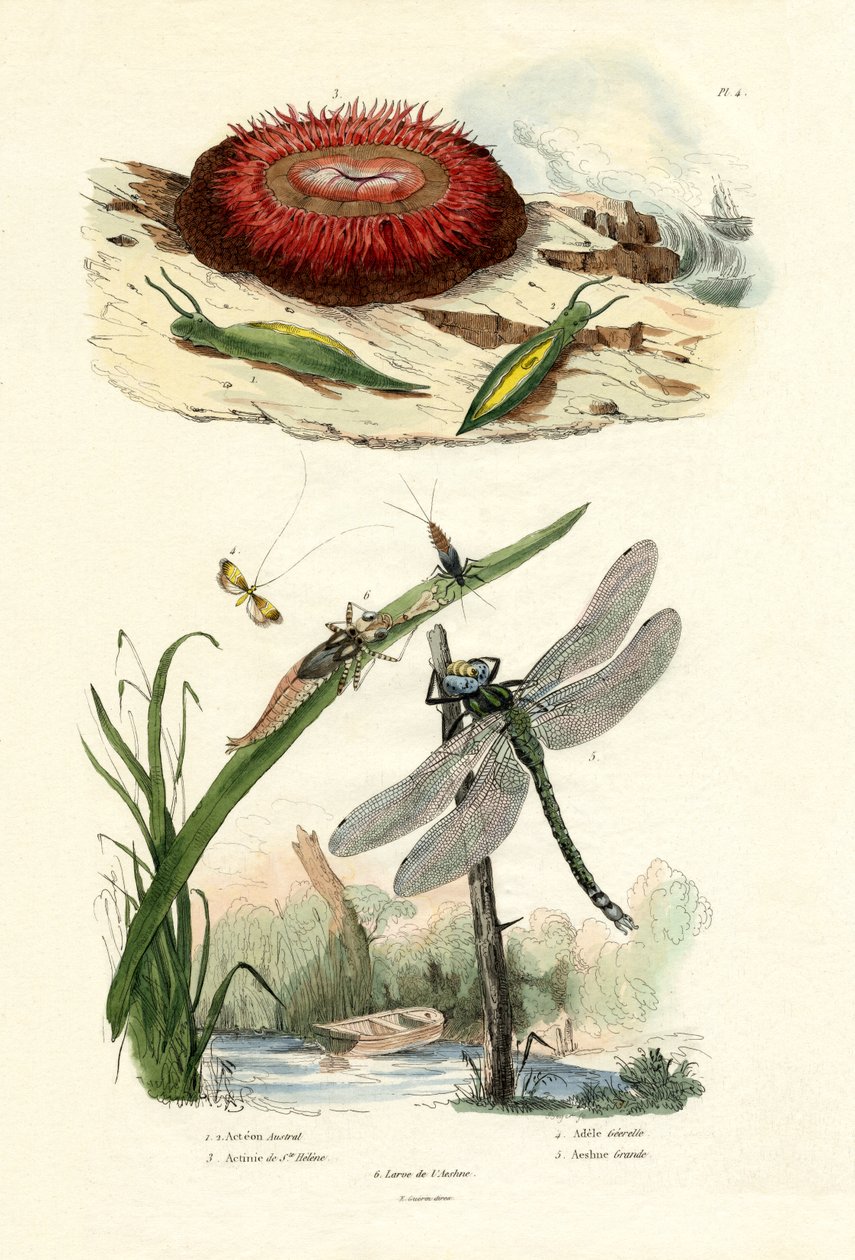 Sjösnigel, 1833-39 av French School