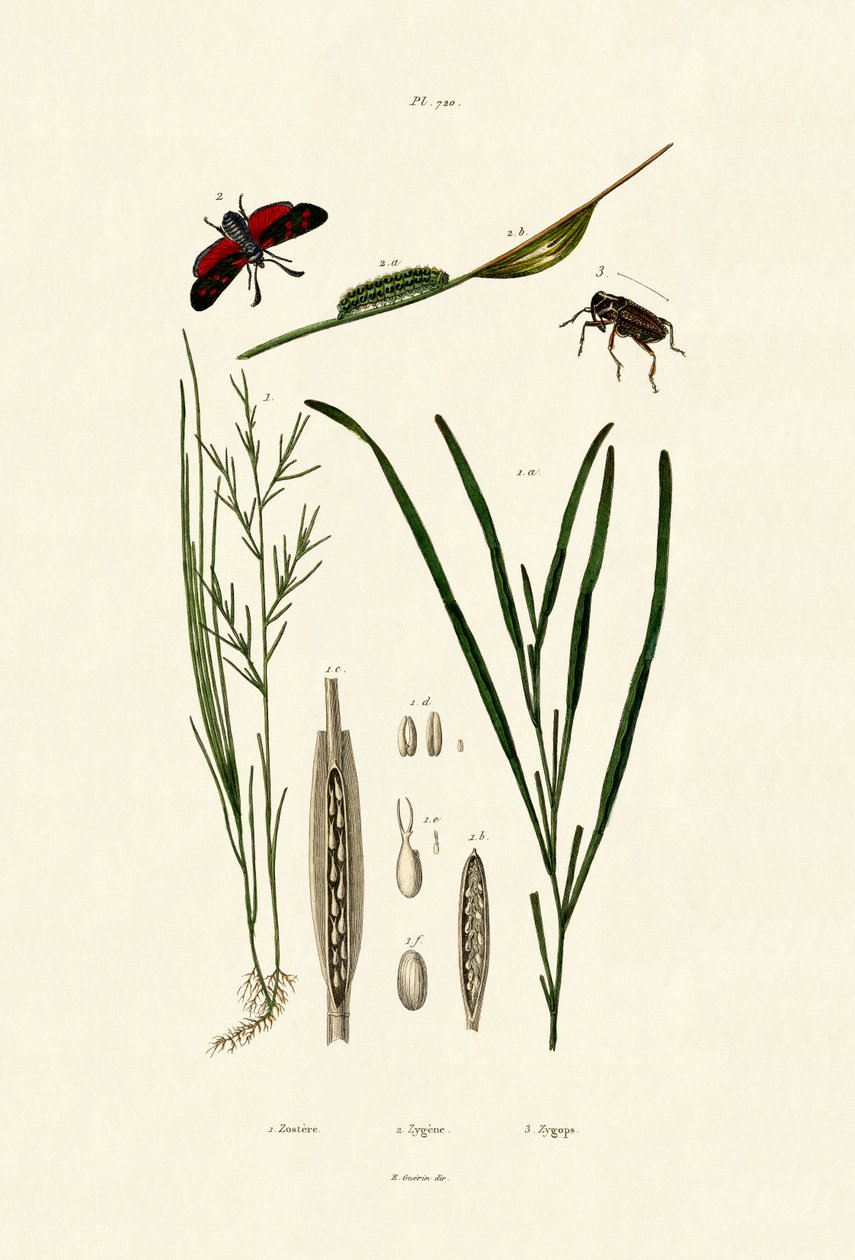 sjögräs, 1833-39 av French School