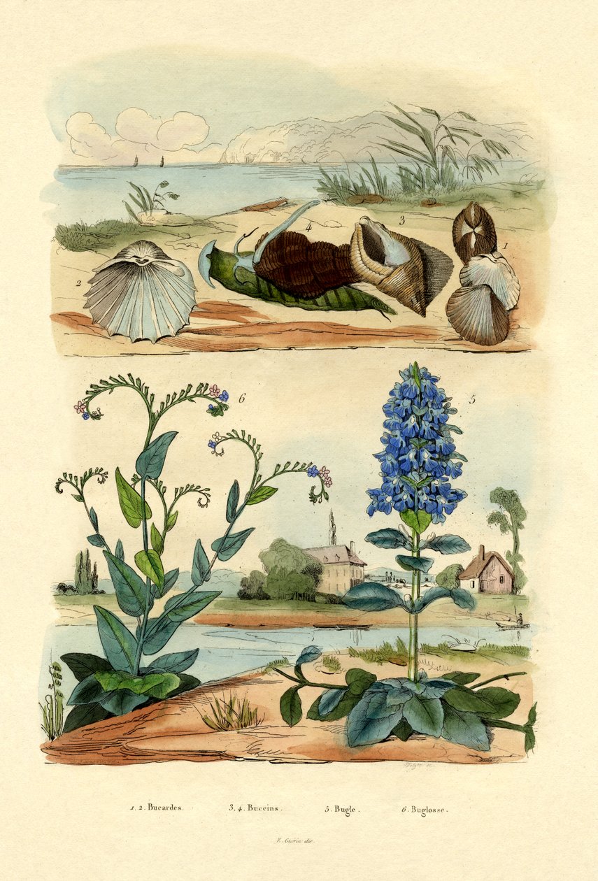 Skal, 1833-39 av French School