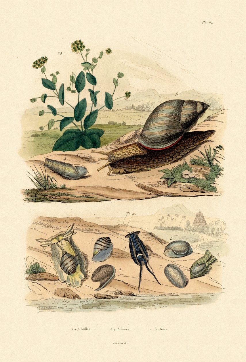 Skal, 1833-39 av French School