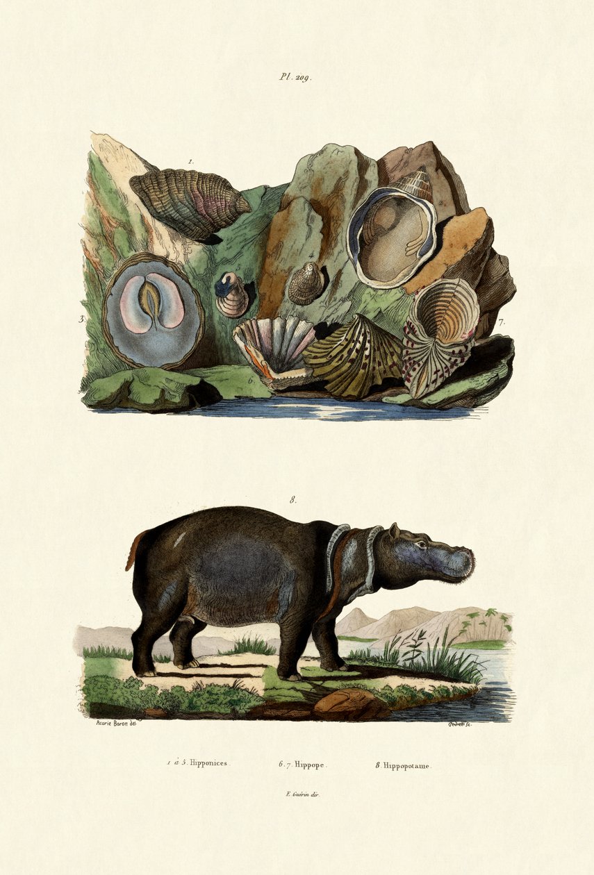 Skal, 1833-39 av French School