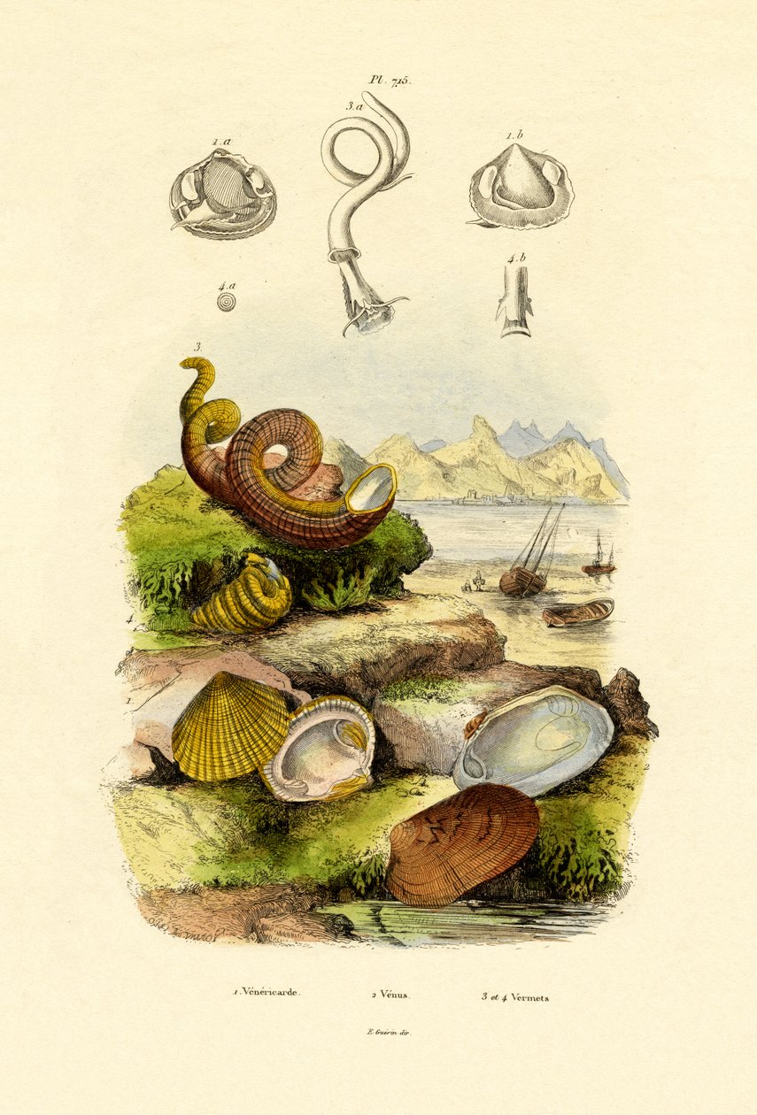 Skal, 1833-39 av French School