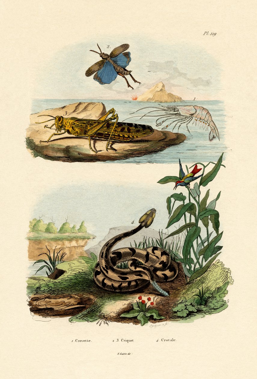 Räkor, 1833-39 av French School