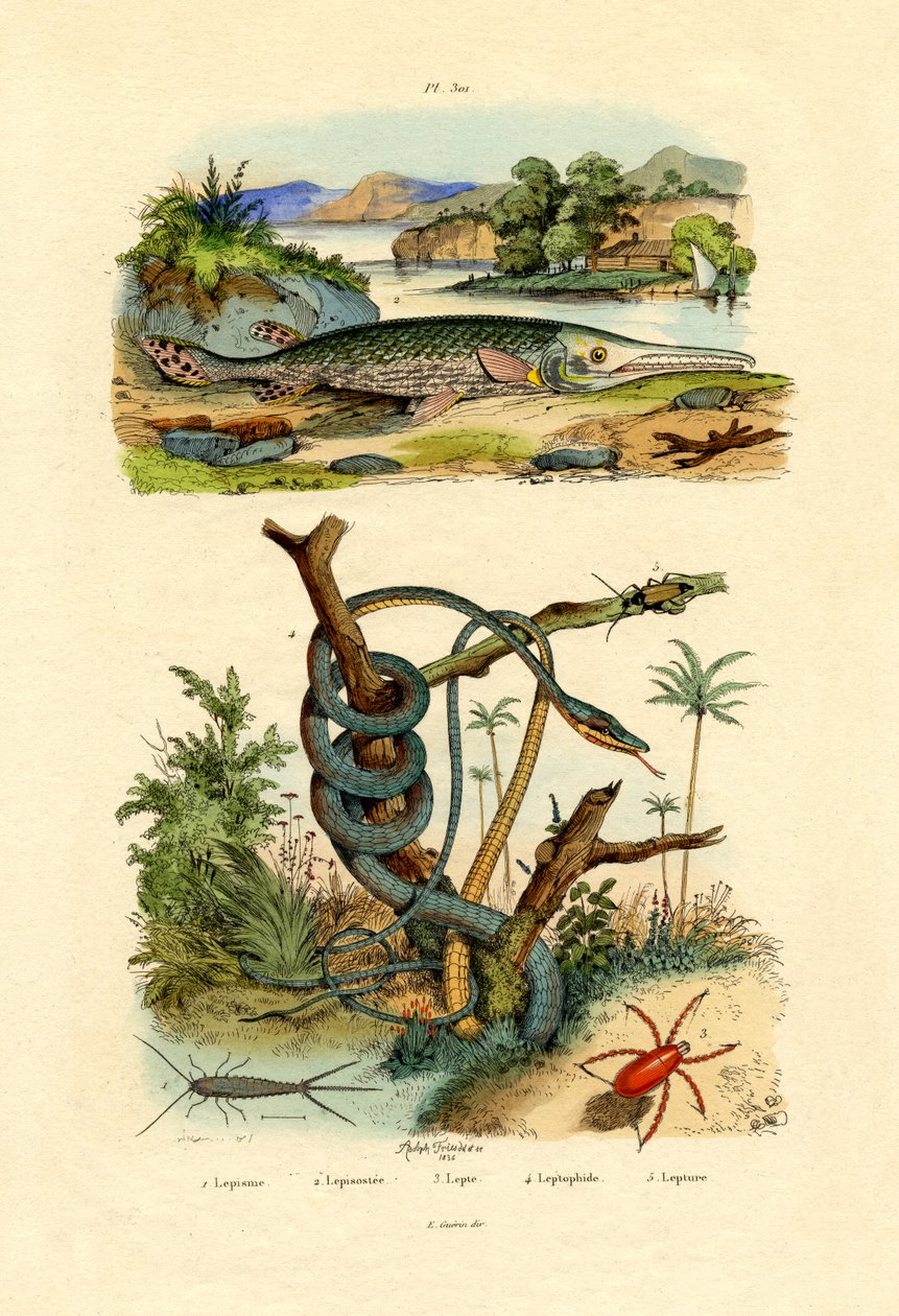 Silverfisk, 1833-39 av French School