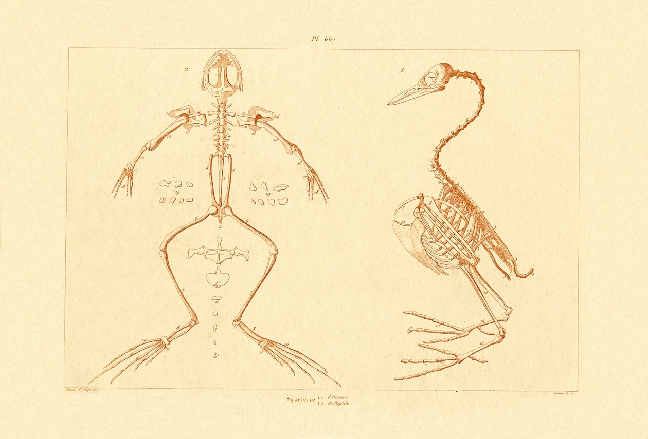 Skelett, 1833-39 av French School