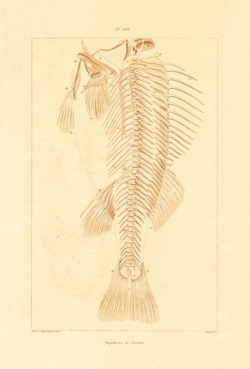 Skelett, 1833-39 av French School