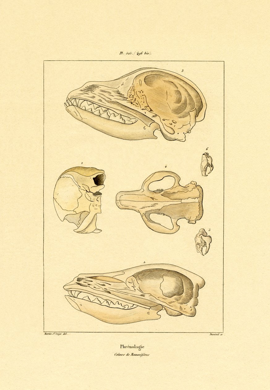 Skallar, 1833-39 av French School