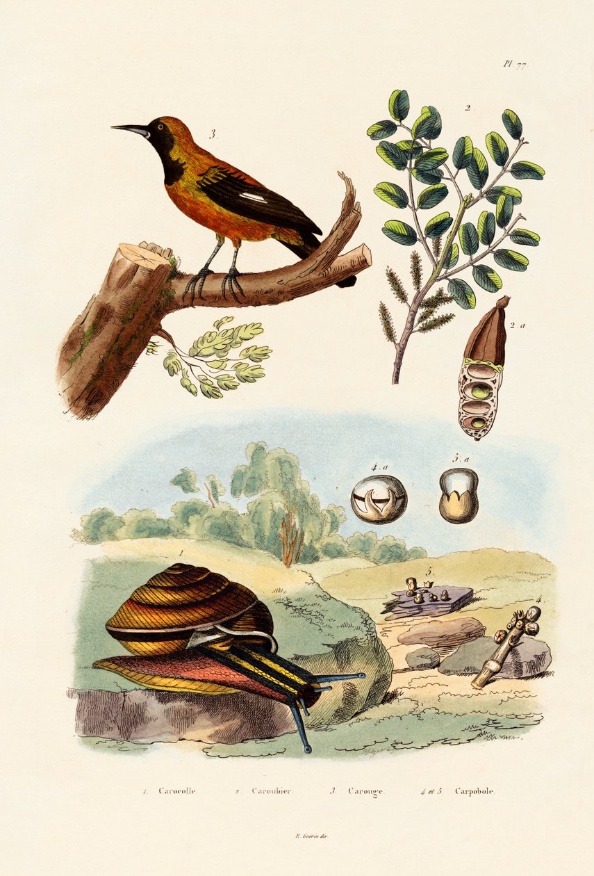 Snigel, 1833-39 av French School