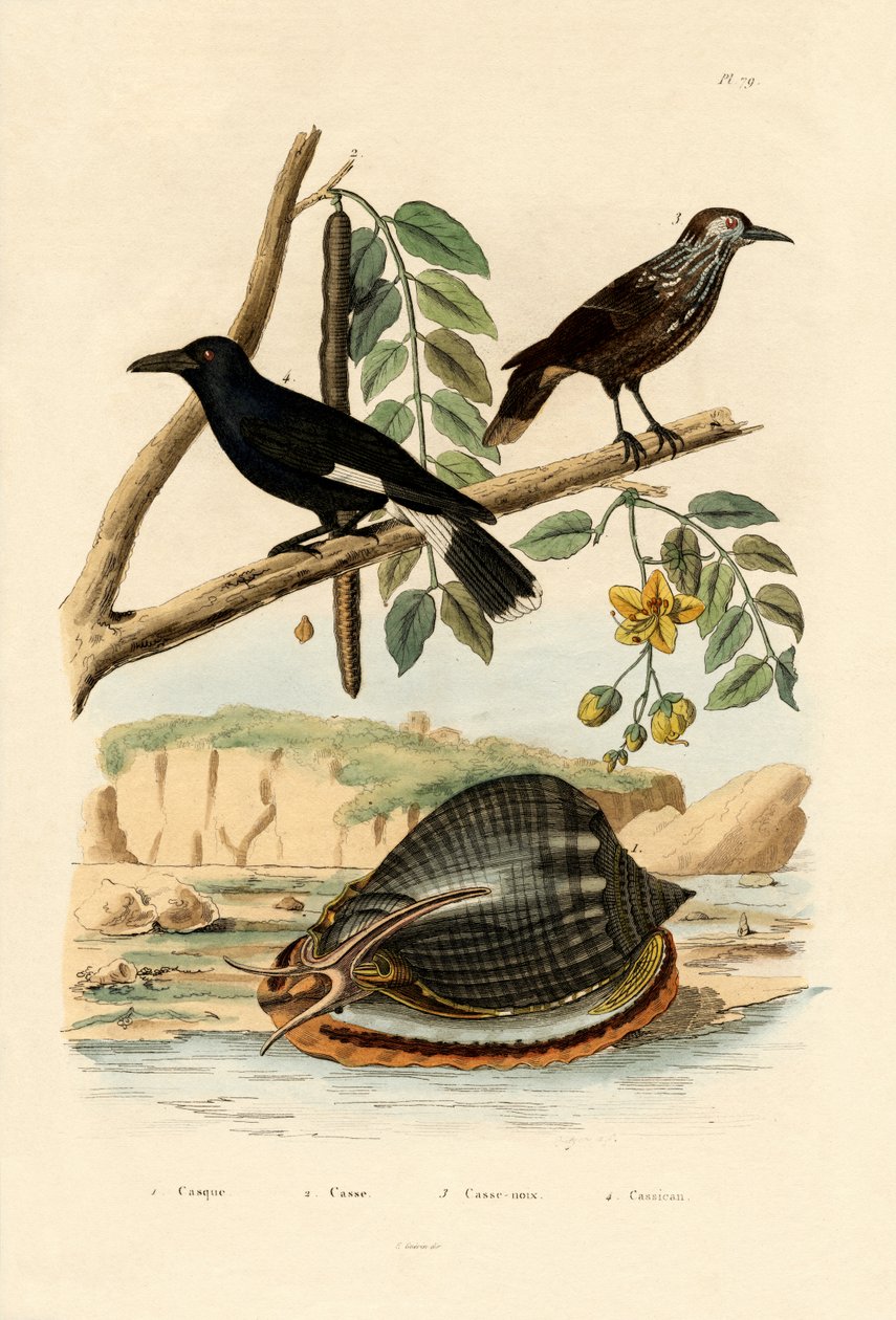 Snigel, 1833-39 av French School