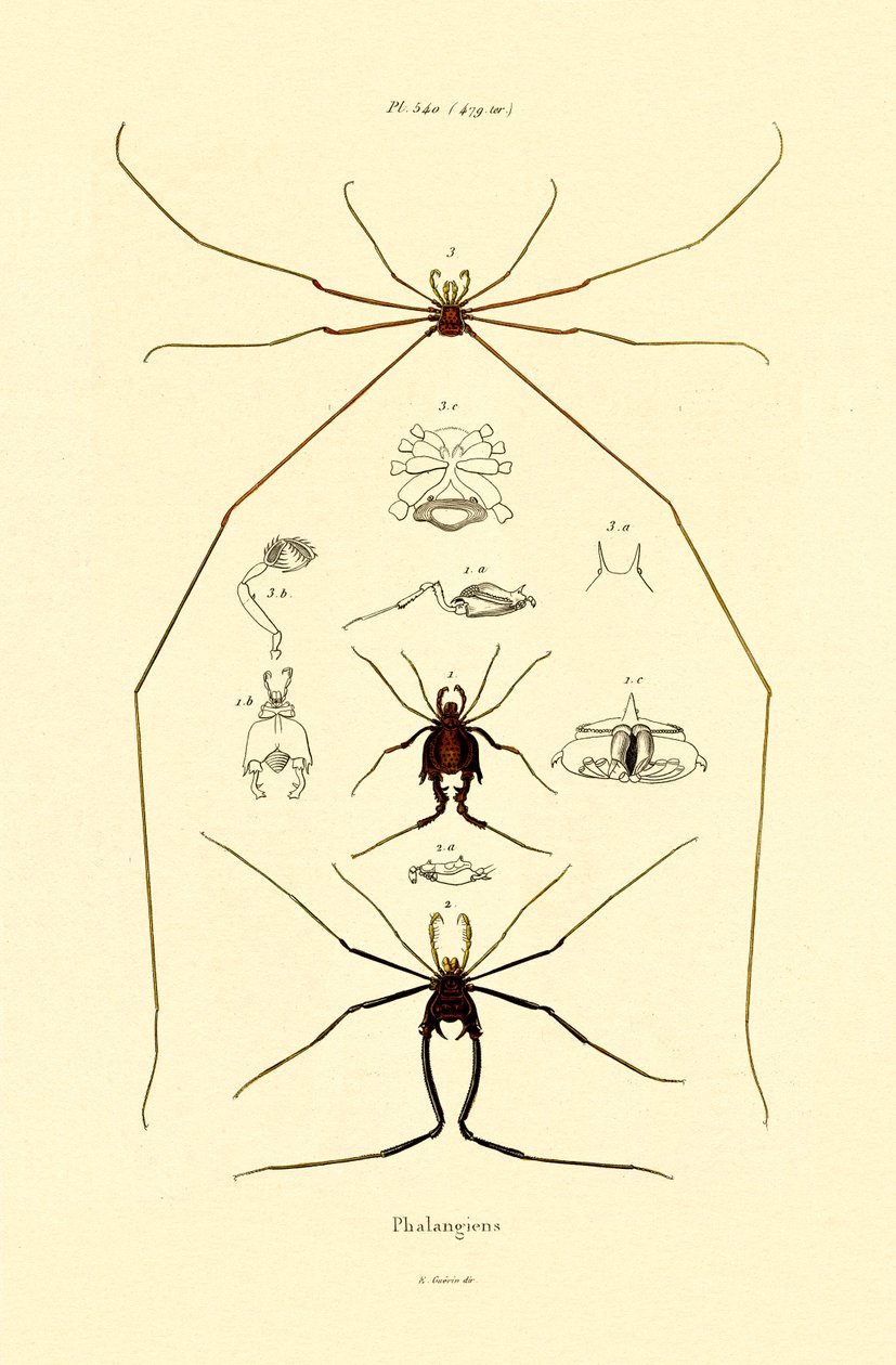 Spindlar, 1833-39 av French School