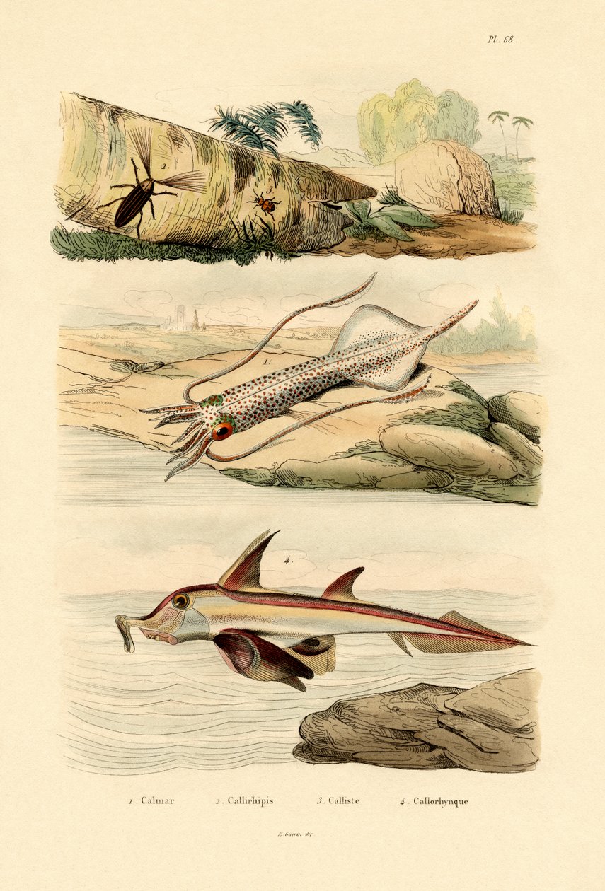 Bläckfisk, 1833-39 av French School