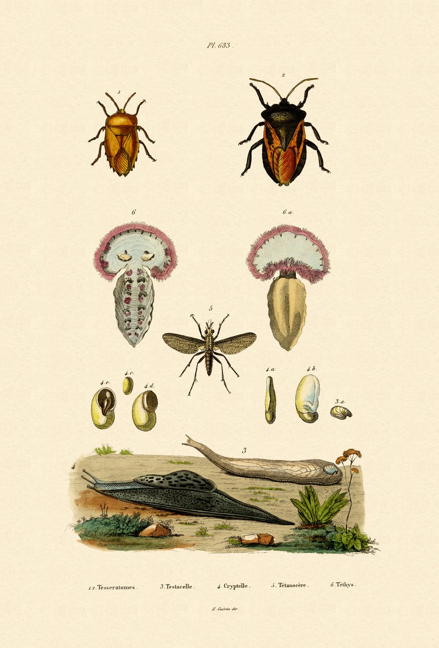 Stinkbuggar, 1833-39 av French School