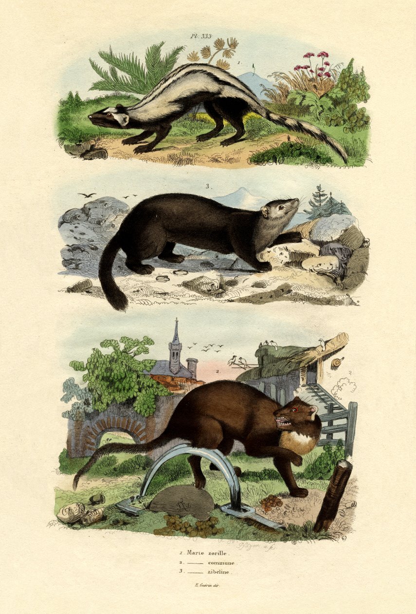 Randig polecat, 1833-39 av French School