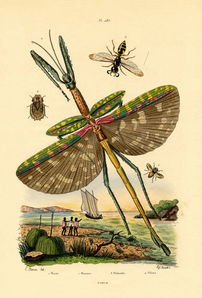Tachinidfluga, 1833-39 av French School