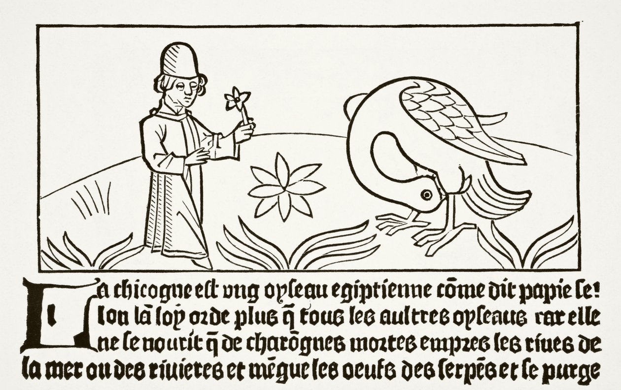 Storken sin egen doktor, som Papias vittnade om, från "Science and Literature in the Middle Ages" av Paul Lacroix (1806-84) publicerad i London 1878 av French School
