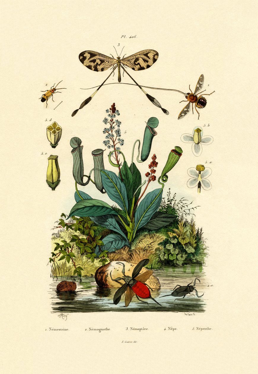 Trådvingad Antlion, 1833-39 av French School