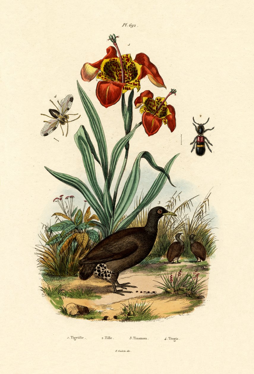 Tigerblomma, 1833-39 av French School