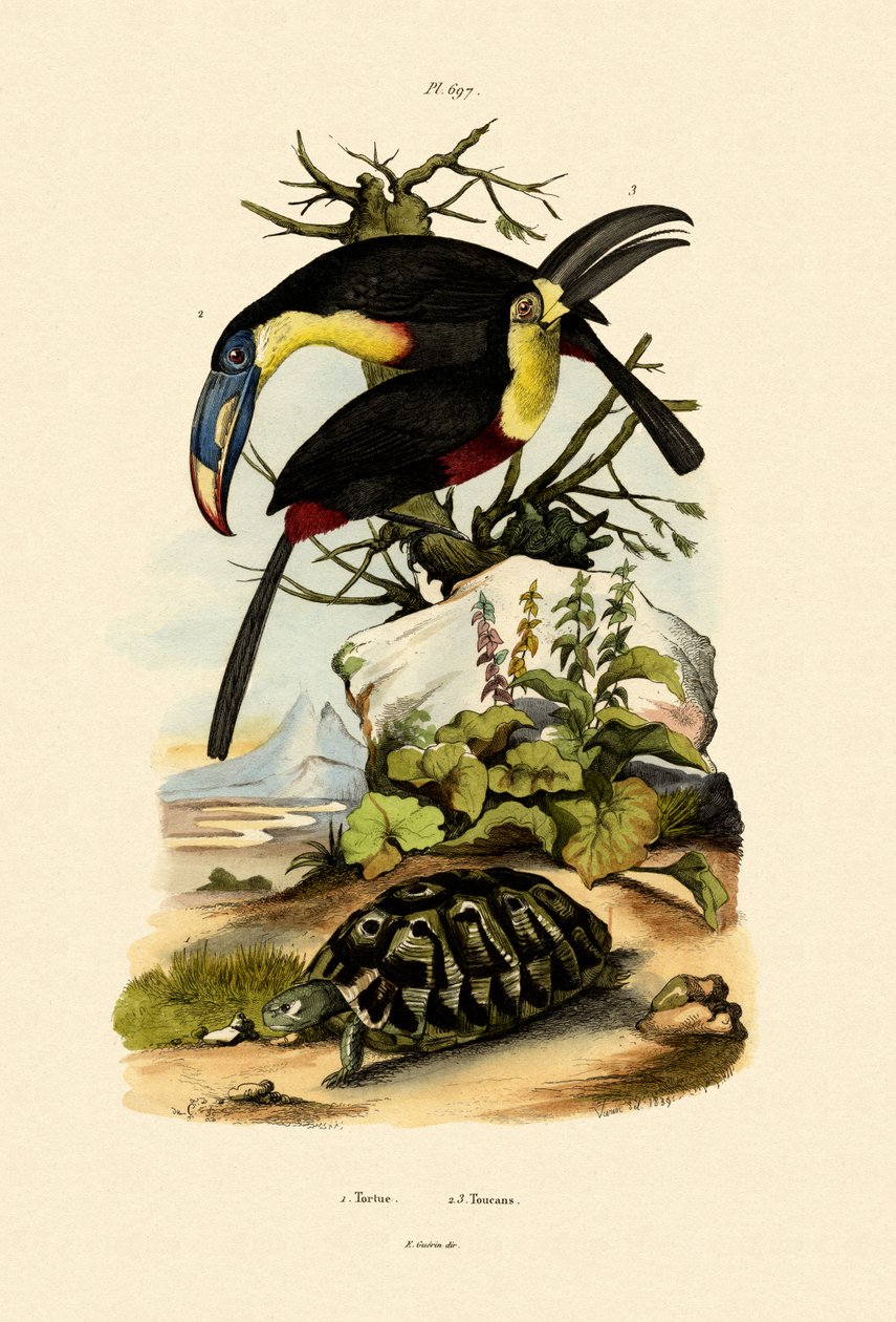 Tukaner, 1833-39 av French School