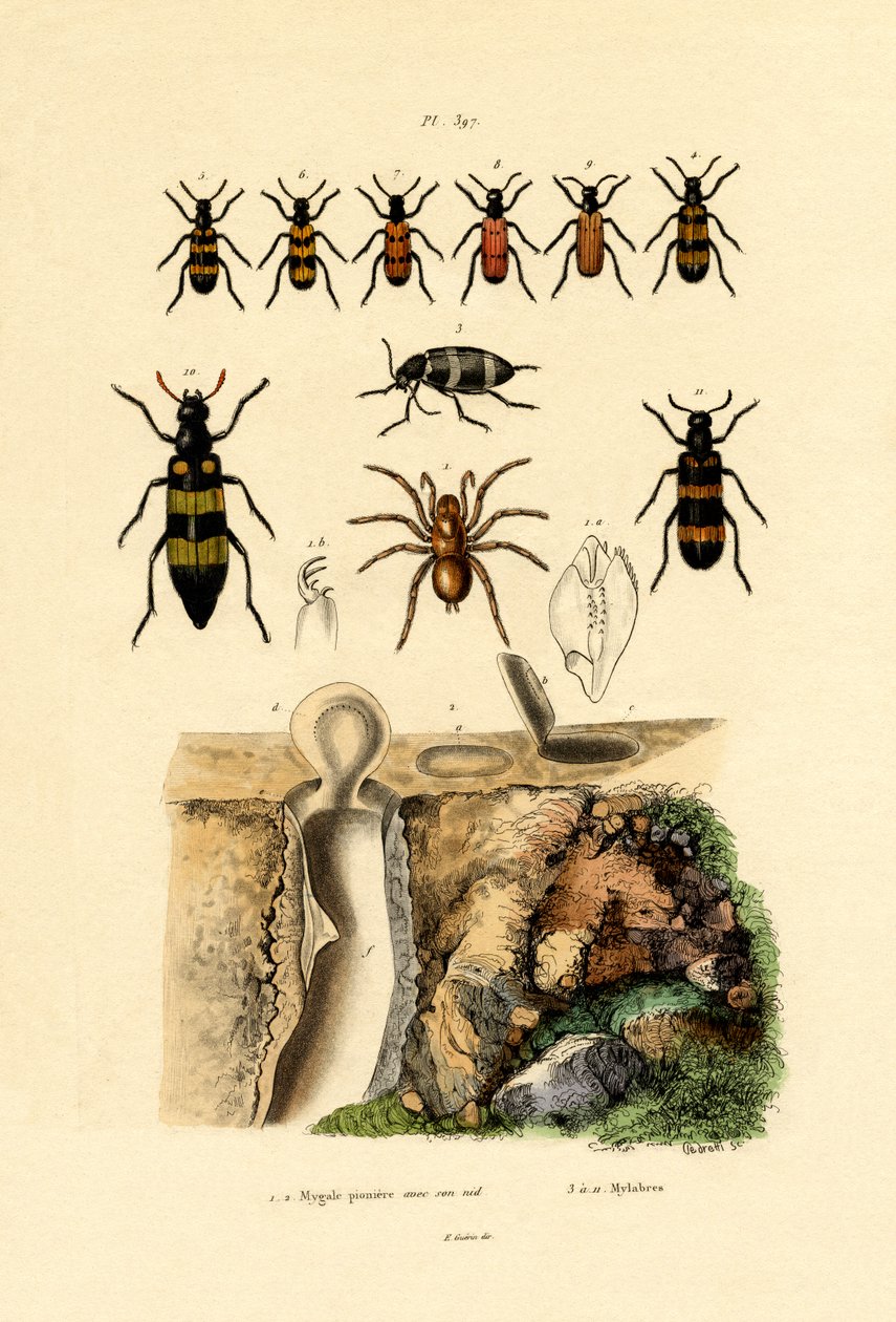 Falldörrsspindel, 1833-39 av French School