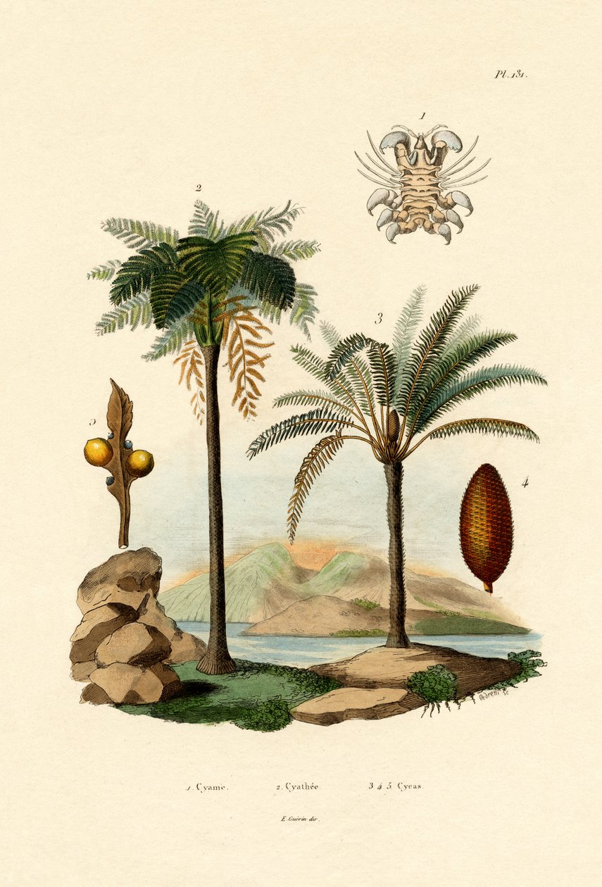Trädormbunke, 1833-39 av French School