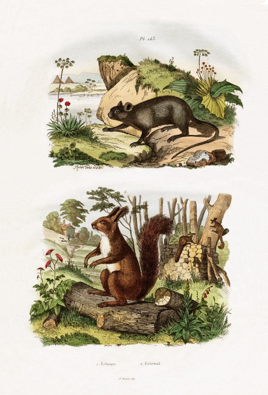 Trädråtta, 1833-39 av French School
