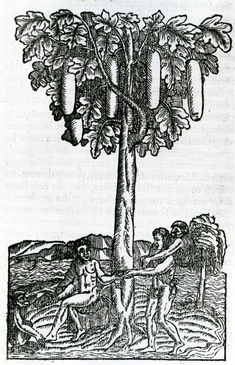 Trädskörd, illustration från Singularities of France Antarctique, av Andre de Thevet, 1558 av French School