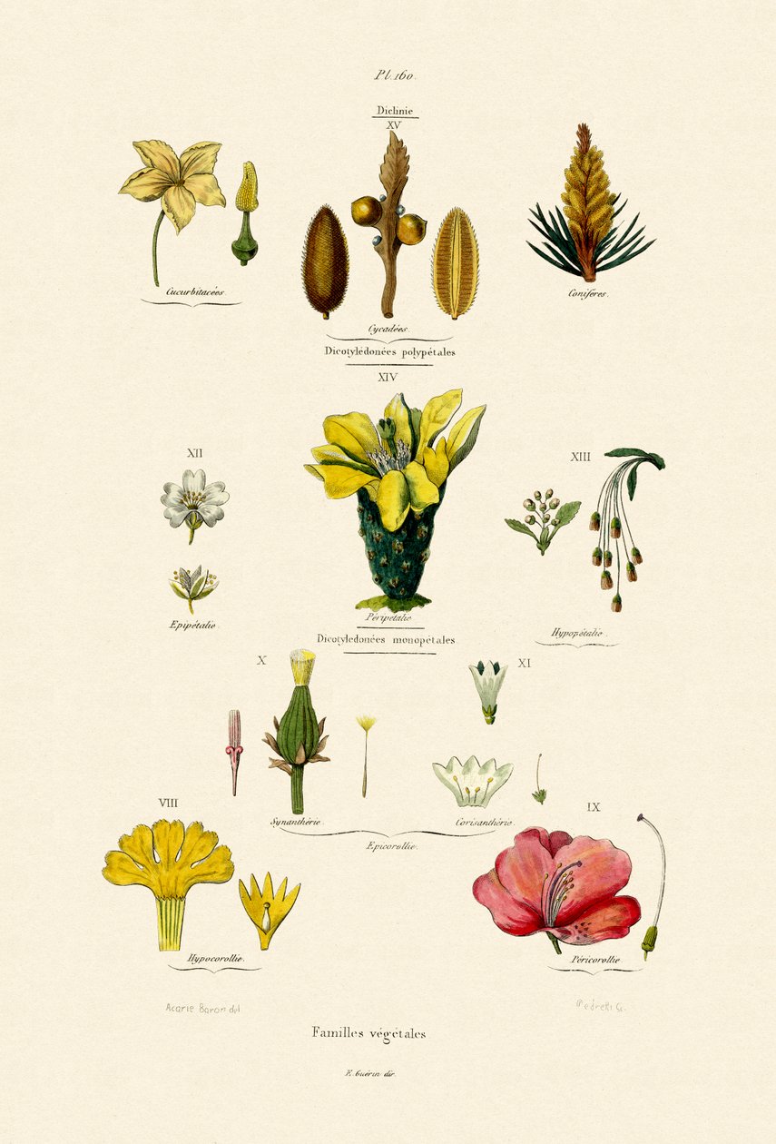 Vegetabiliska familjer, 1833-39 av French School