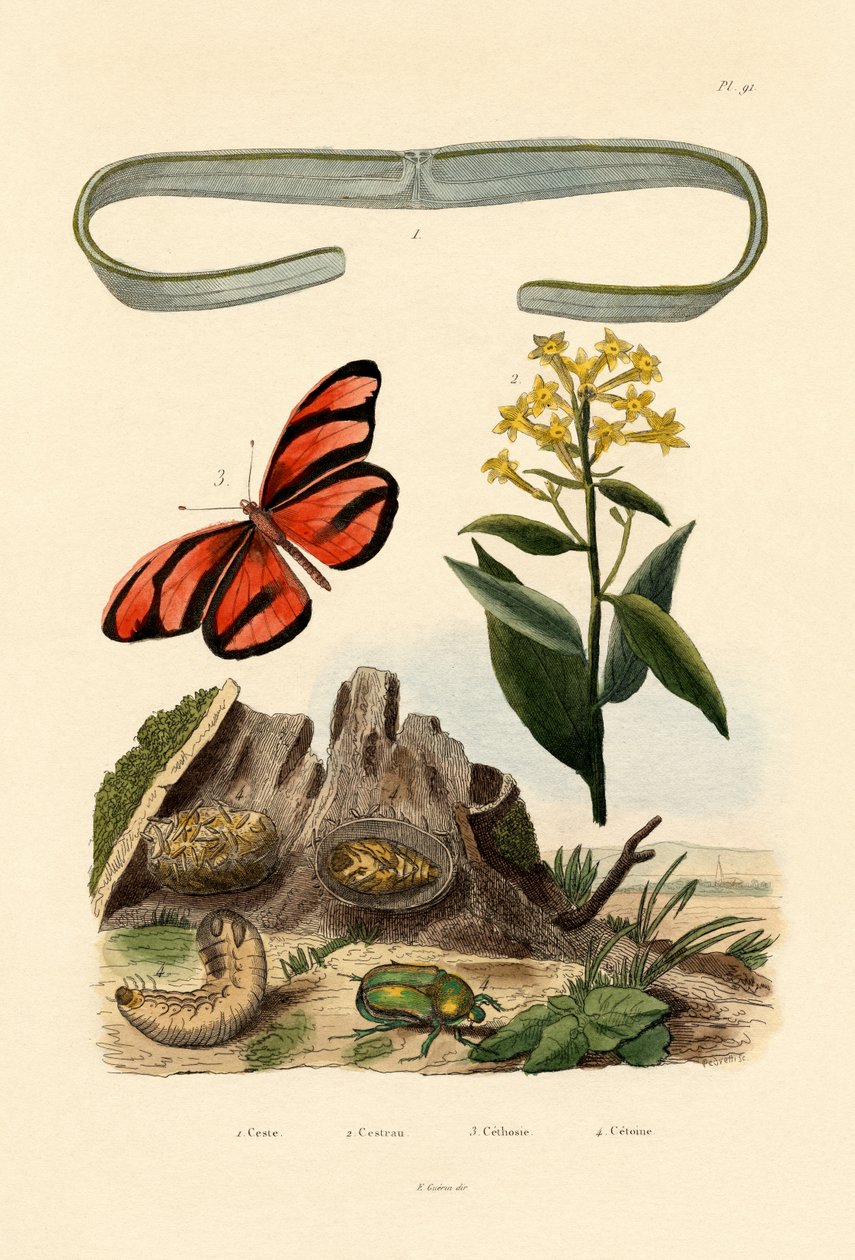 Venuss gördel, 1833-39 av French School