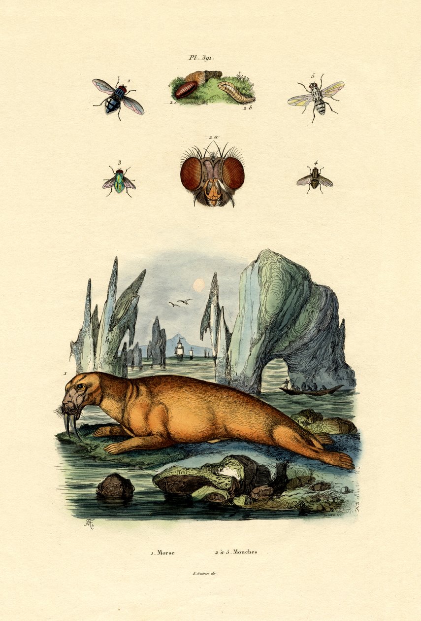 Valross, 1833-39 av French School