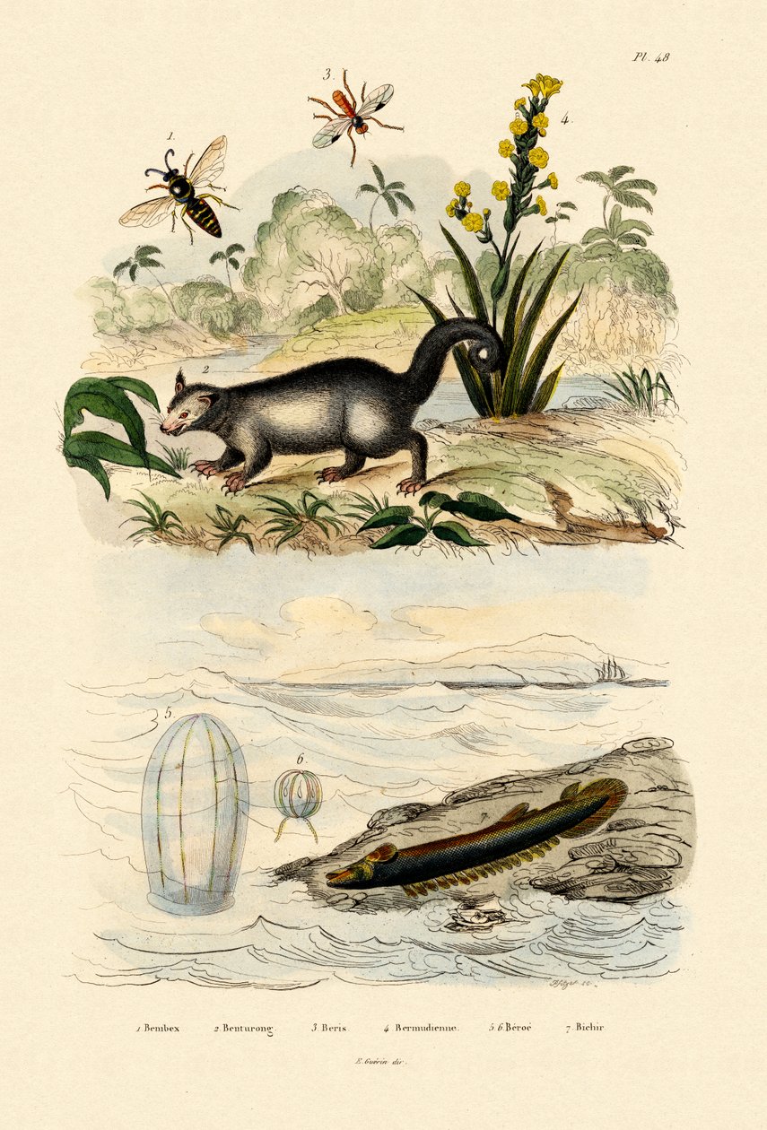 Geting, 1833-39 av French School