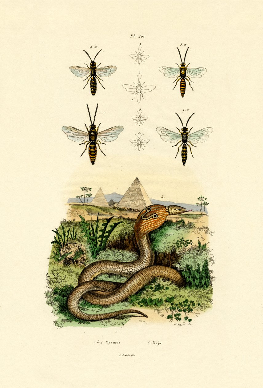 Getingar, 1833-39 av French School