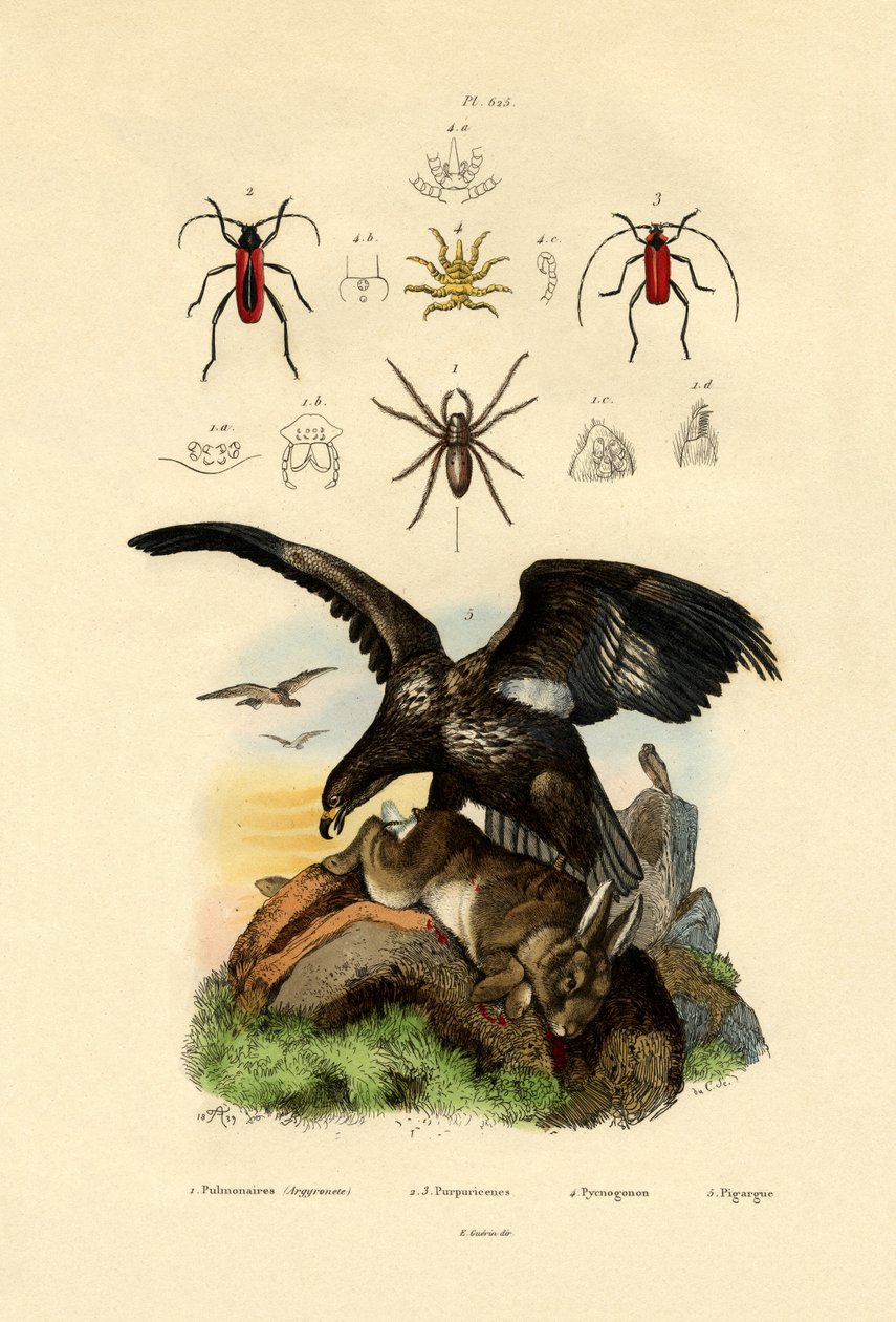 Vattenspindel, 1833-39 av French School