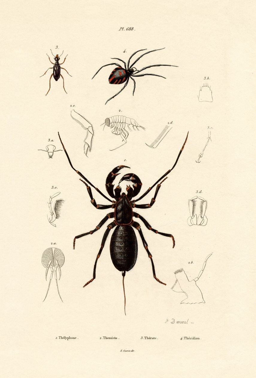 Piskaskorpion, 1833-39 av French School