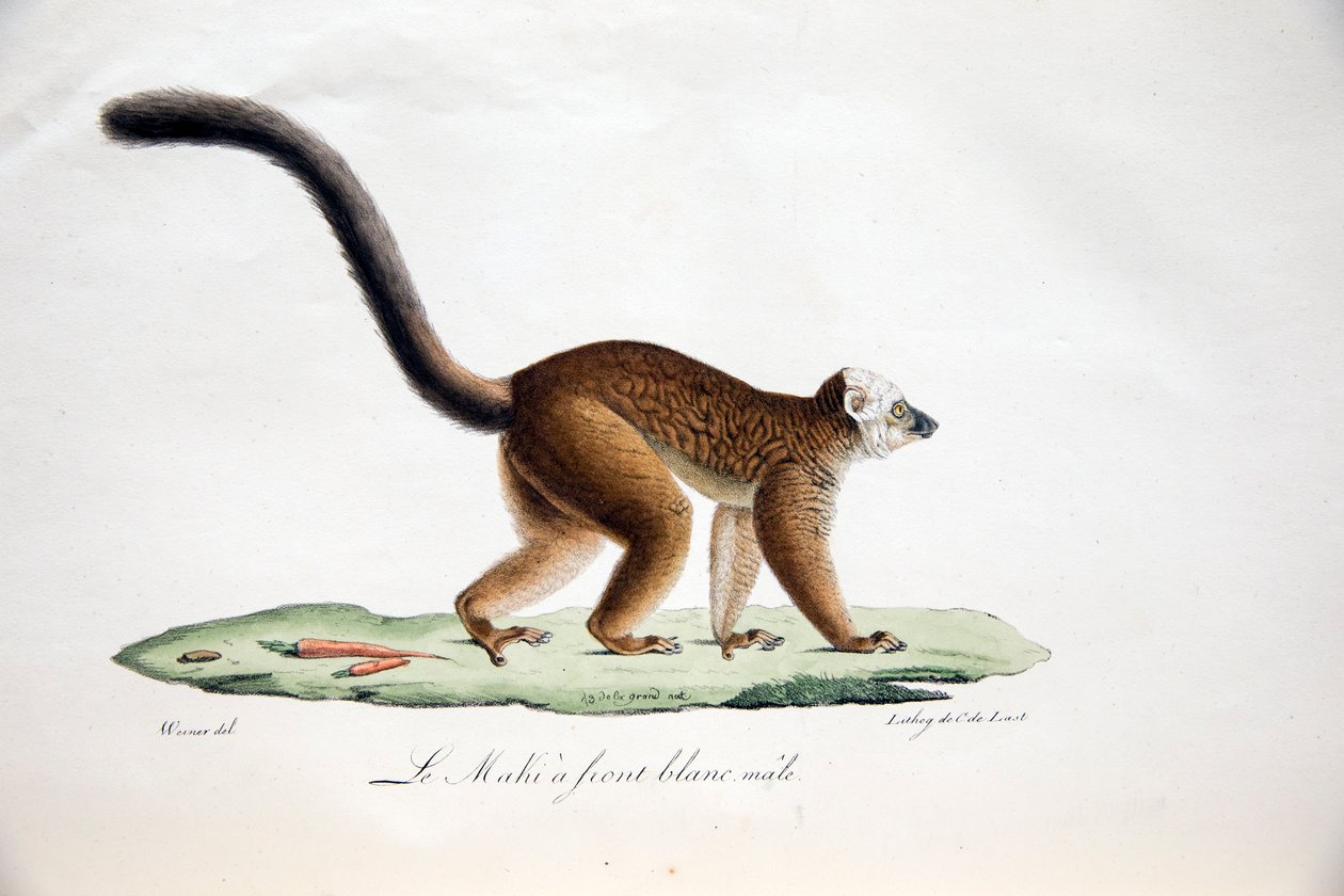 Vithövdad lemur, från Natural History of Mammals, med originalfigurer, av Étienne Geoffroy Saint-Hilaire & Frédéric Cuvier, 1824-42 av French School