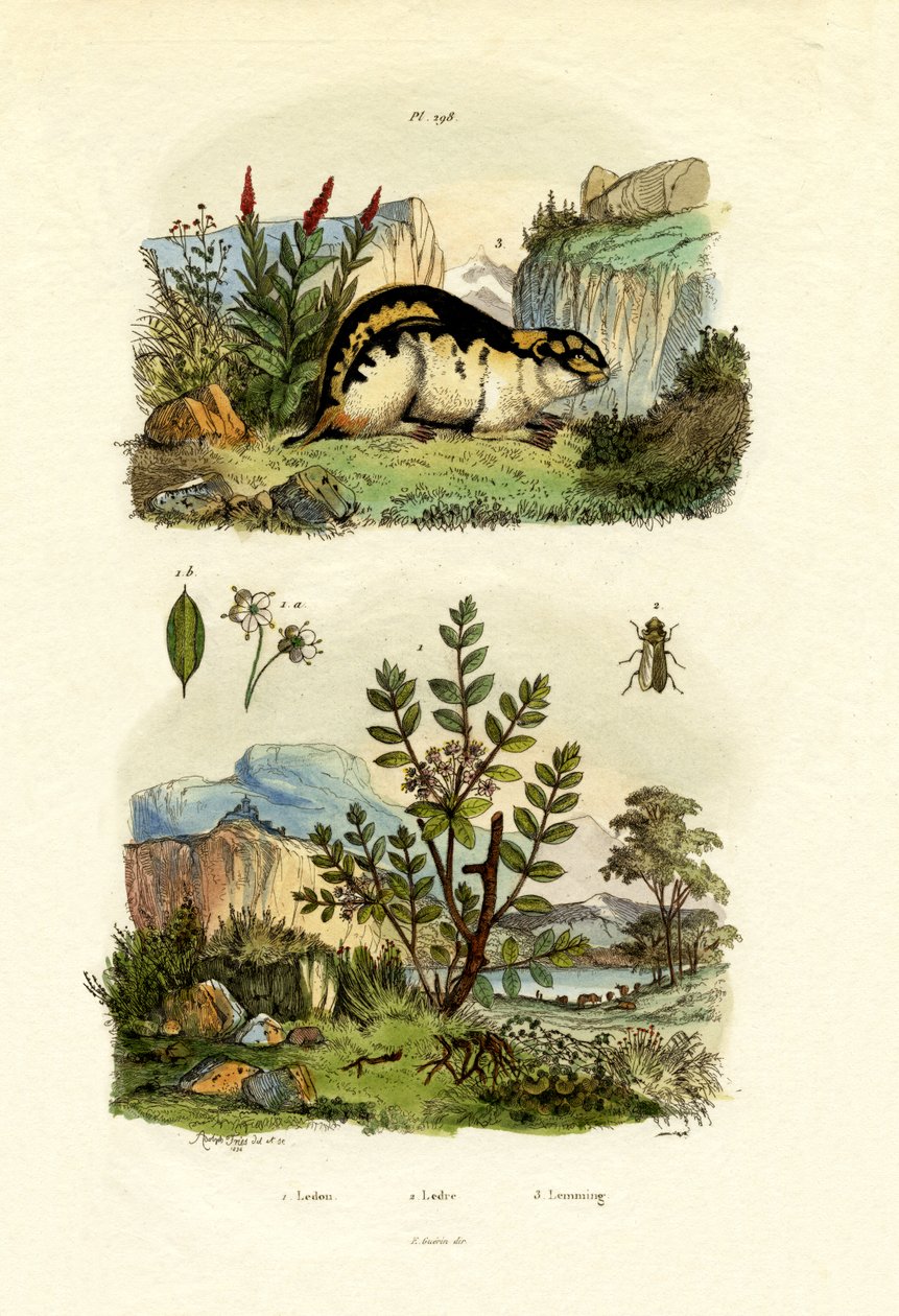 Vild rosmarin, 1833-39 av French School