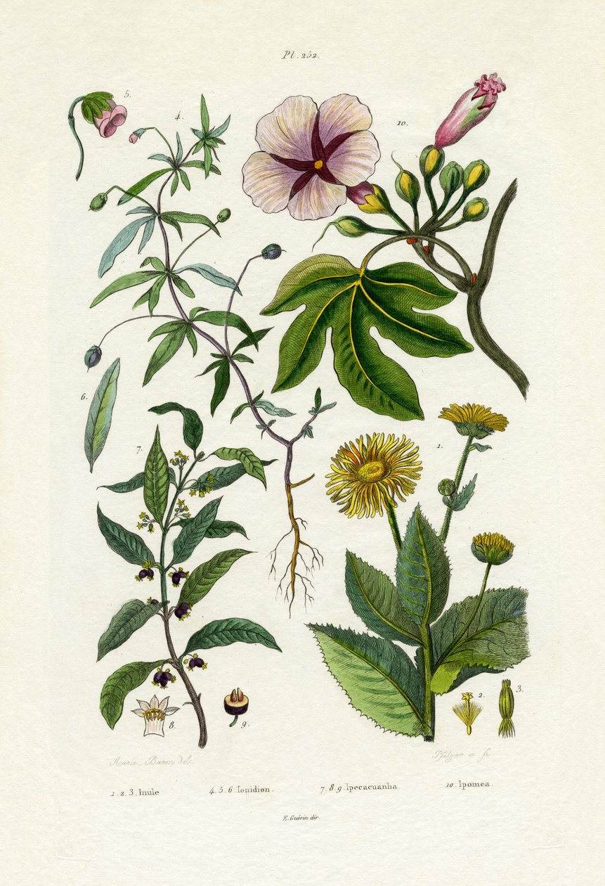 Vild solros, 1833-39 av French School