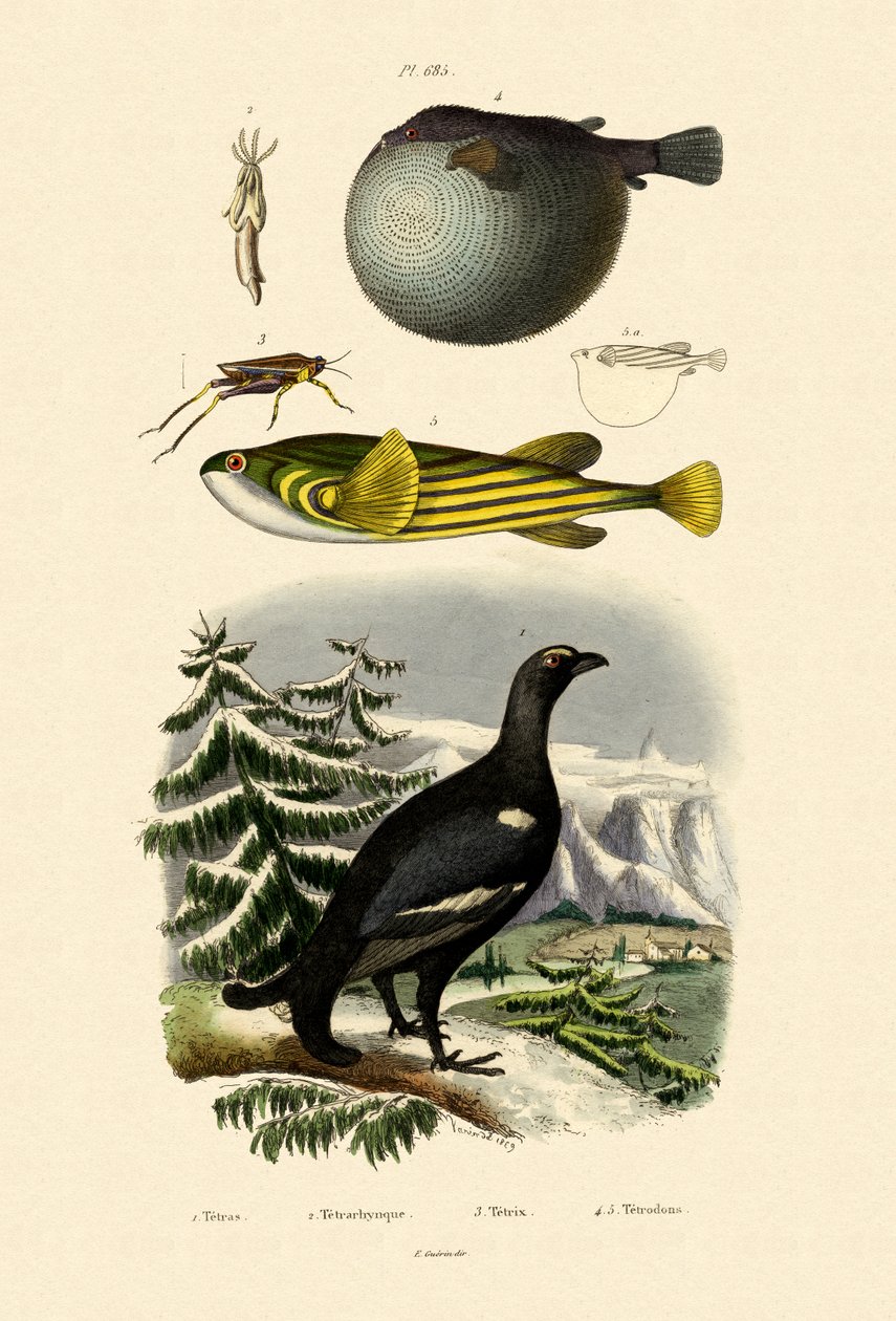 Skorripa, 1833-39 av French School