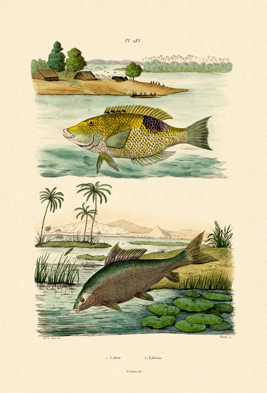 Wrasse, 1833-39 av French School