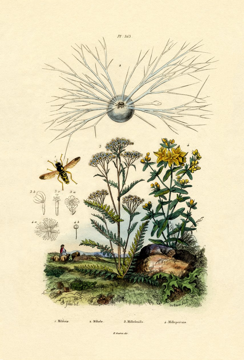 Yellowjacket Hoover Fly, 1833-39 av French School