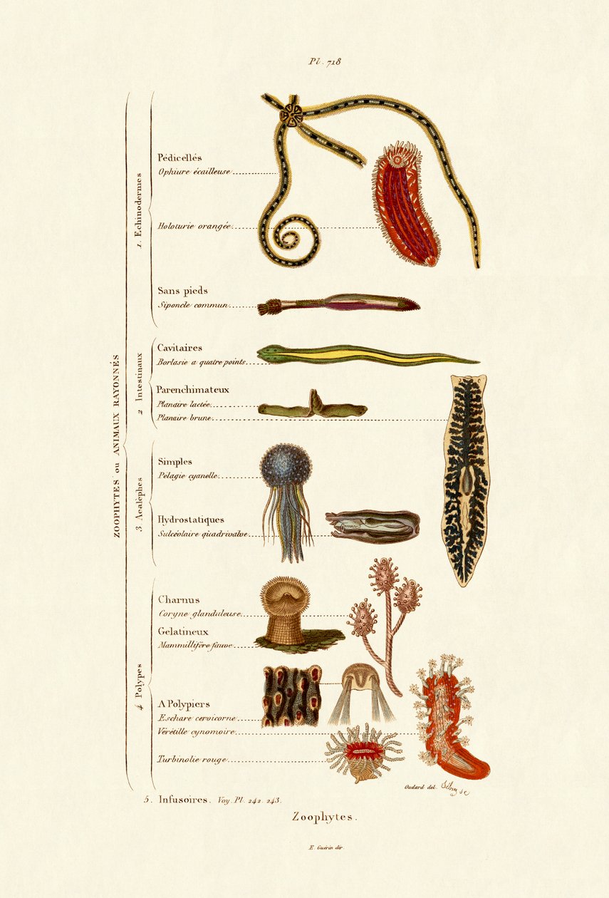 Zoophytes, 1833-39 av French School