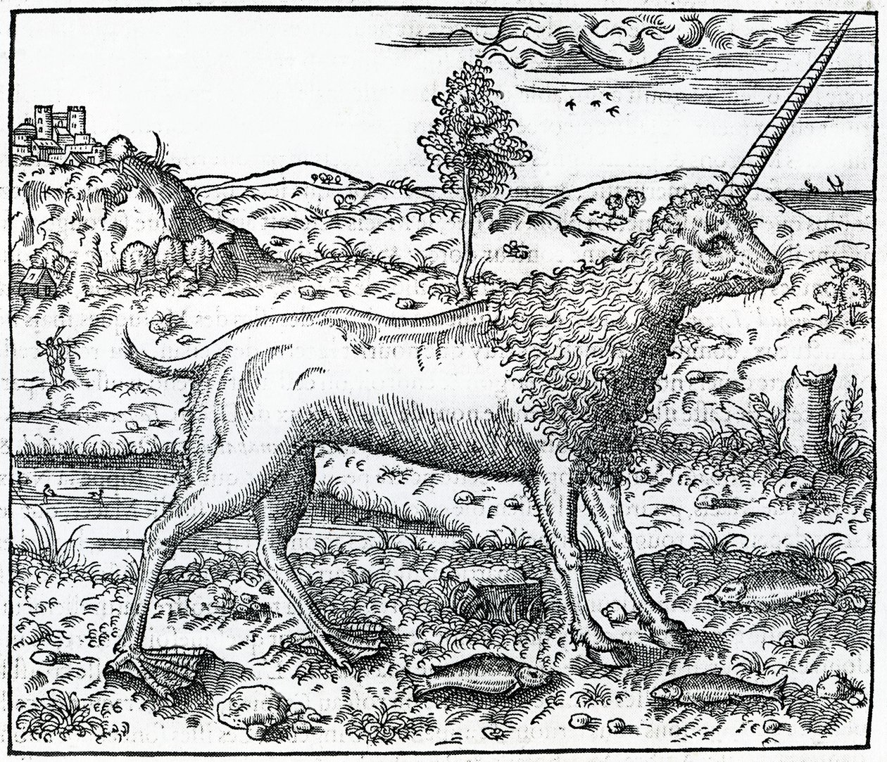 en Campchurch Unicorn, illustration från 