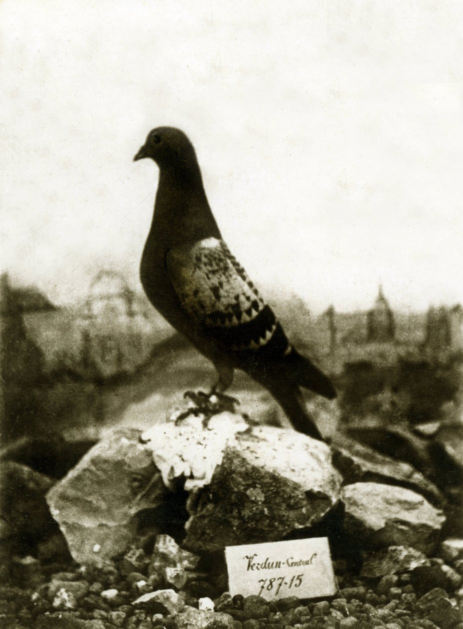 Djur under första världskriget 1914-1918: Den berömda Vaillant Vaillant-duvan av French Photographer