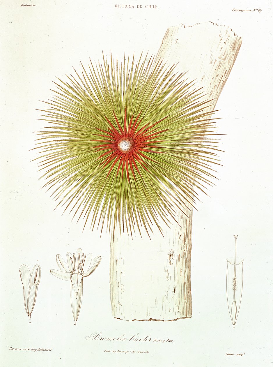 En Bromelia som hittats i Anderna, från "Historia de Chile" av Claudio Gay, 1854. av French School