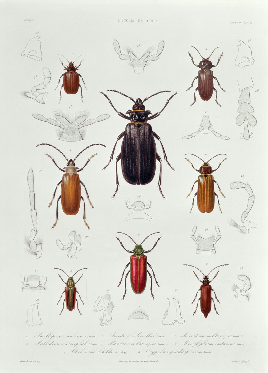 En samling av Coleoptera hittad i Chile, illustration från 